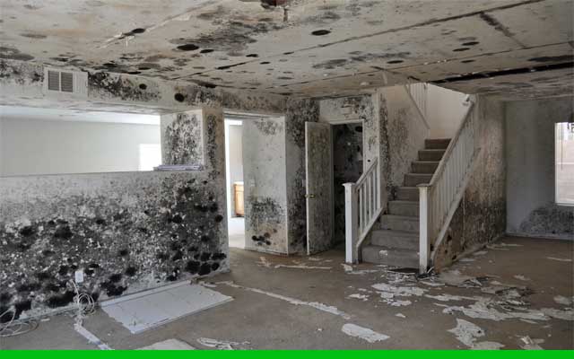 Basement Mold Removal