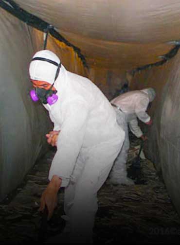 Mold Inspection service in the basement by peril canada