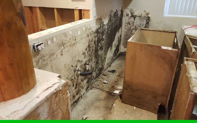 Kitchen Mold Removal