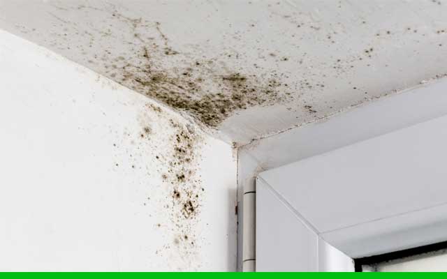 Ceiling Mold Removal