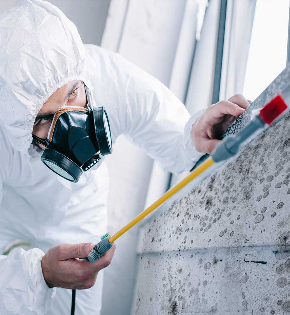 mold removal services house basement