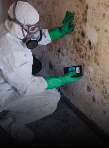 Mold Inspection service in the basement by peril canada